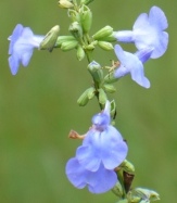 Azure Blue Sage, Salvia azurea var. azurea